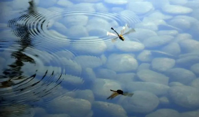 如果做的教育都像水一样,会是什么境况? 如果做的教育都像水一样,会是什么境况?