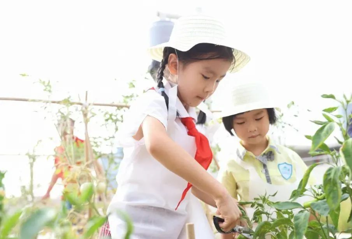 深圳学校在天台上开辟“开心农场”，开启农耕劳作新方式