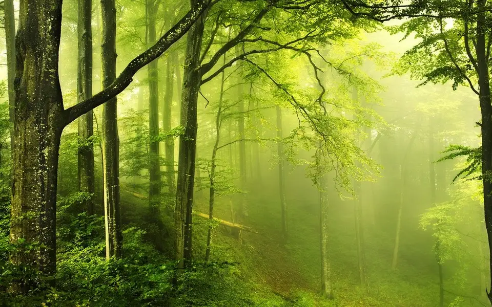 来自大自然的启示